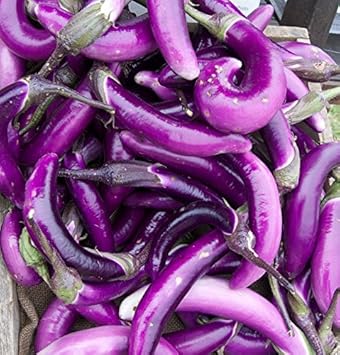 Purple Eggplant Solanum melongena seeds for garden planting